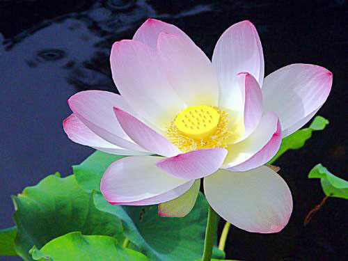 星云大师说人一定有运气,星云大师多做好事