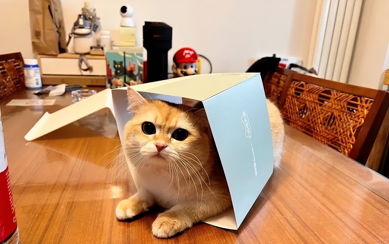 一只神奇的猫咪,一只神奇的猫原版