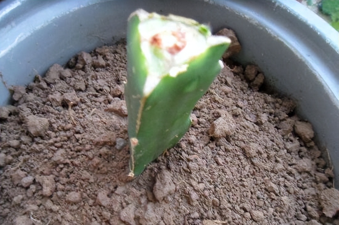 火龙果插枝越长越好吗,火龙果是幼枝插好还是老枝好