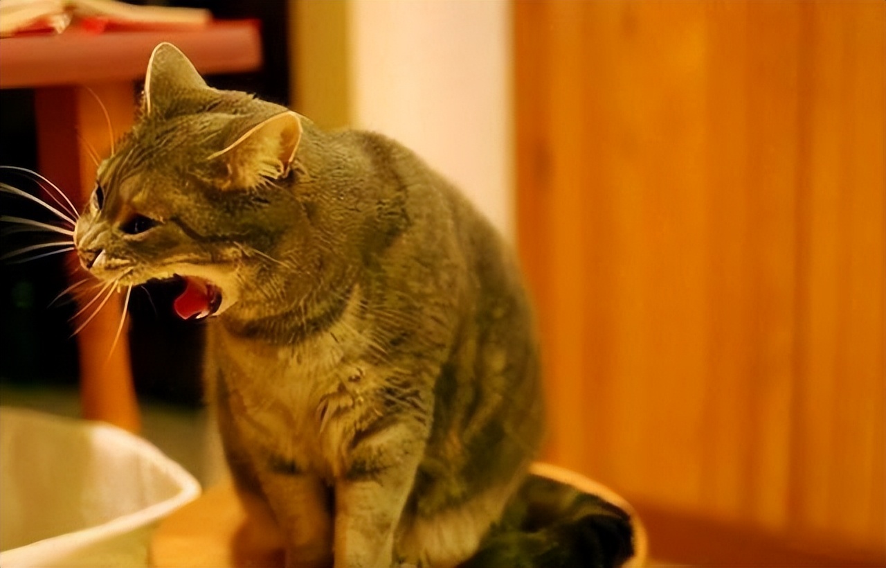 猫咪频繁呕吐的原因及解决方法,猫咪呕吐的几种原因及治疗方法
