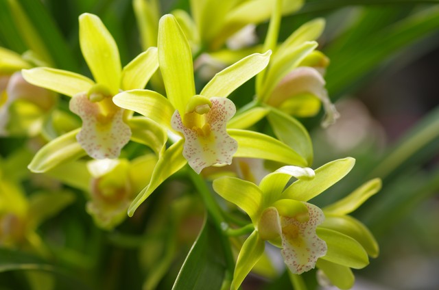 你知道花中四君子的来历吗,我们常说的花中四君子有哪些