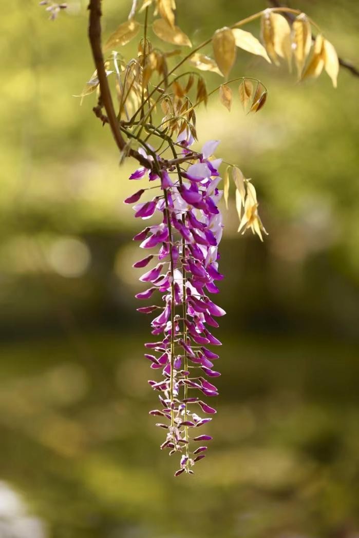 踏青寻找春季最美的时光,寻找最美春天春花烂漫正当时