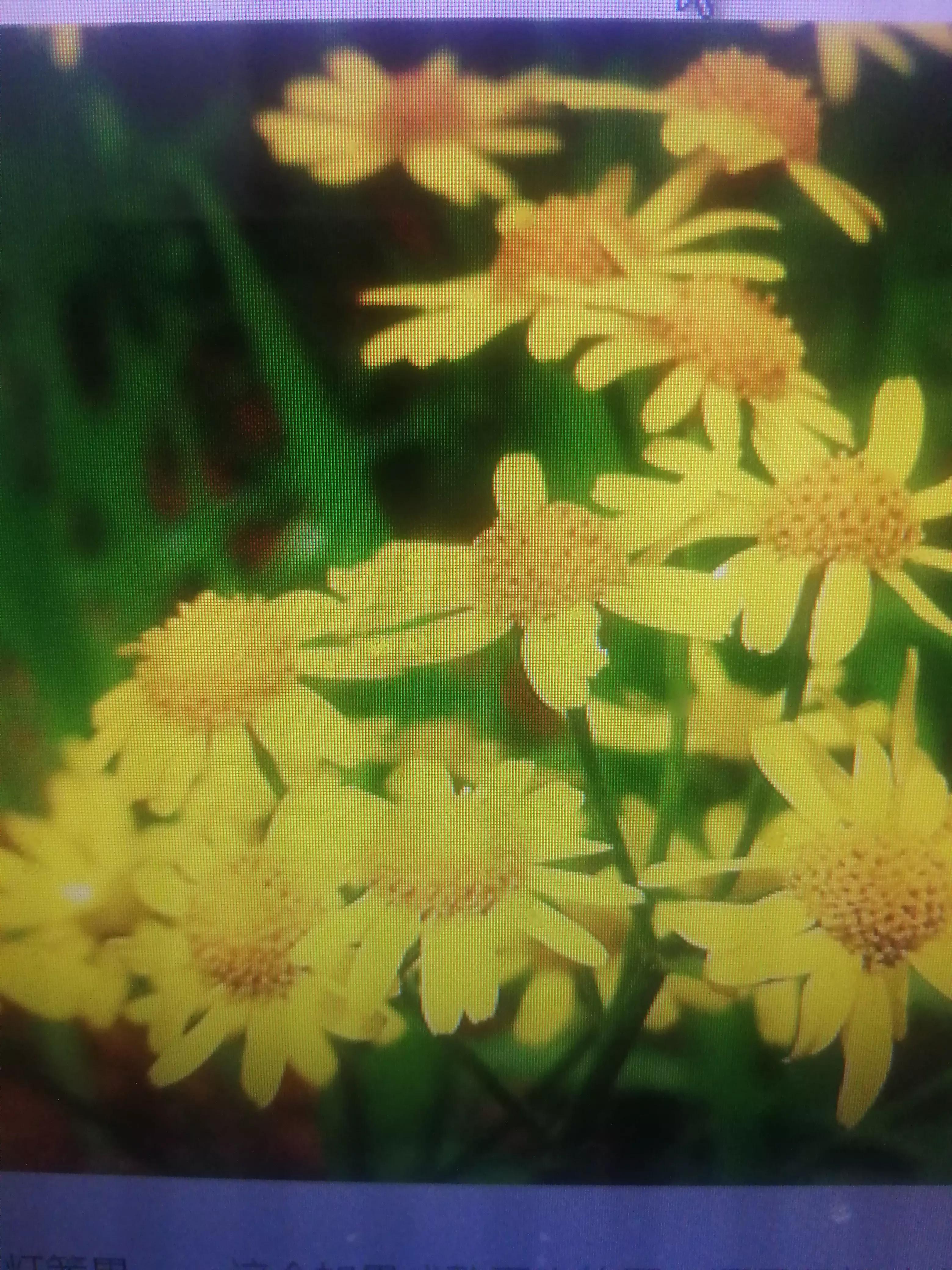 陕北山坡上的野花,黄土坡上的野花