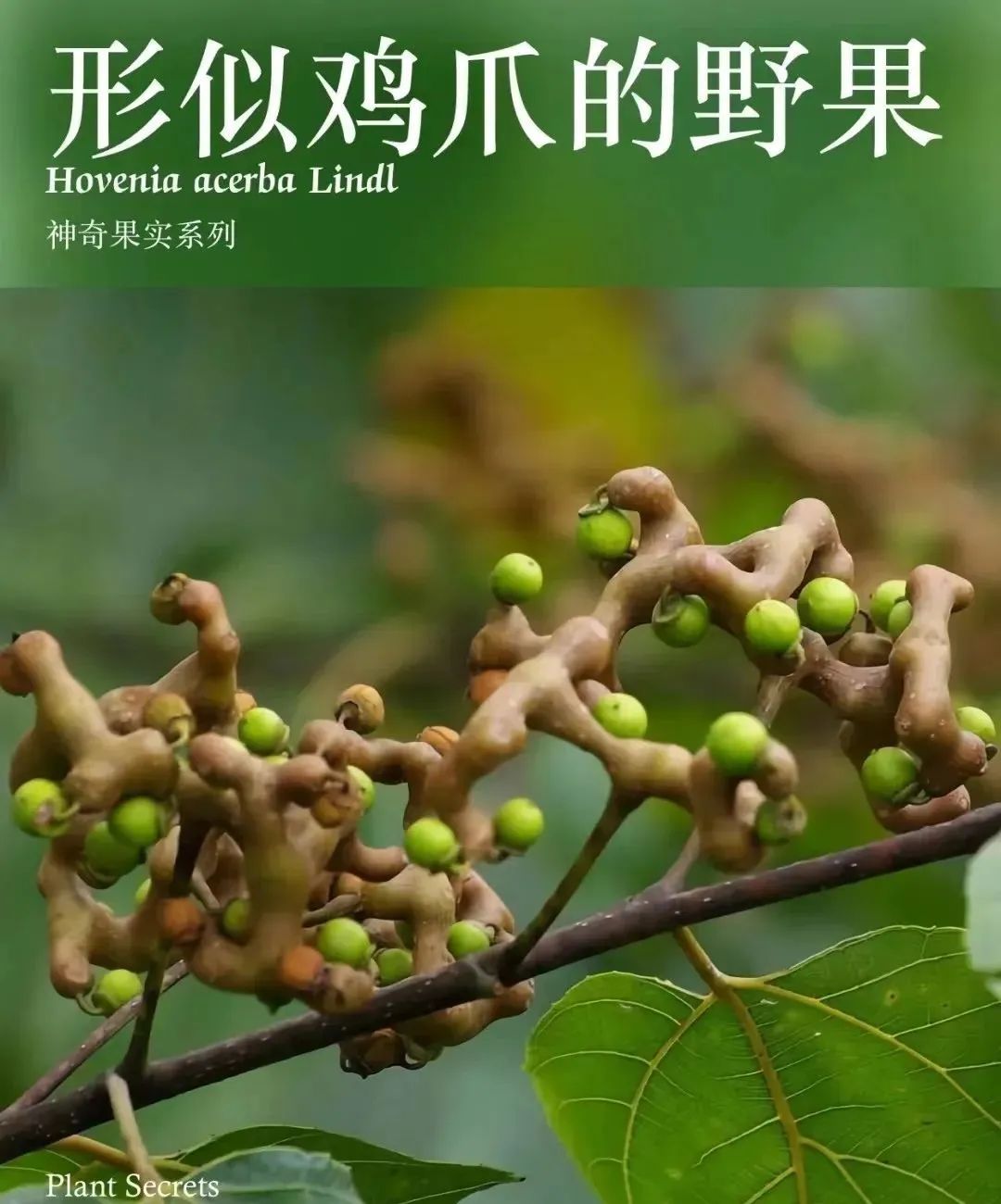 枳椇子的解酒功效,解酒药枳椇子怎么使用