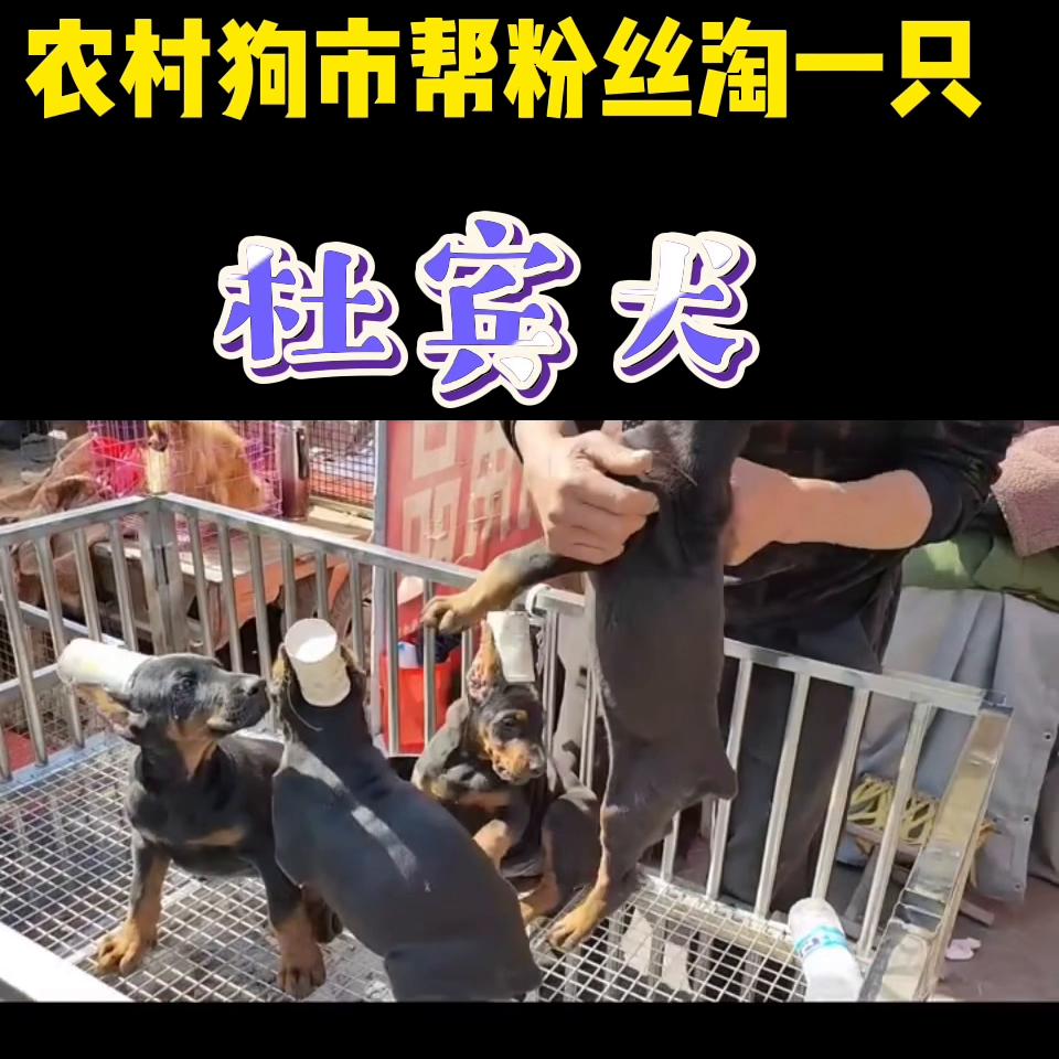 杜宾犬怎么分辨真假,成年杜宾犬怎么看真假