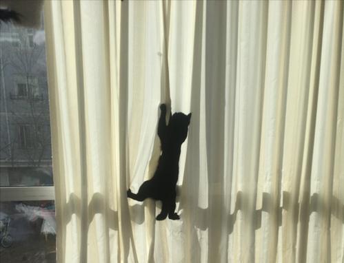 猫咪最怕的一物,哪些会让猫咪致命