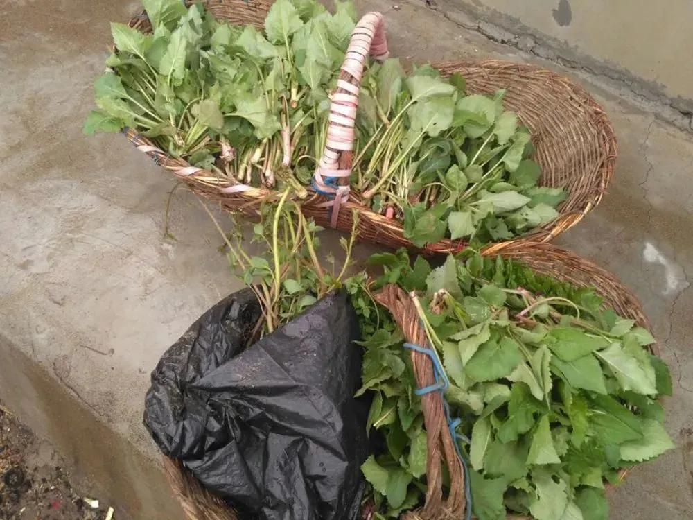 自带辛辣味，俗称“大耳毛”，用来包饺子很美味，还能祛风活血