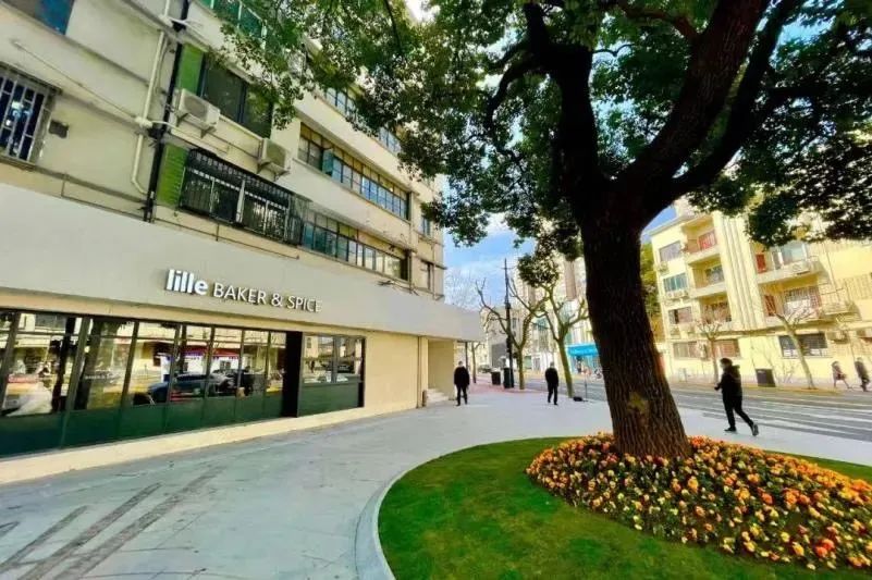 全区唯一!这个有4312棵行道树的街道,厚植梧桐街区绿色生态!