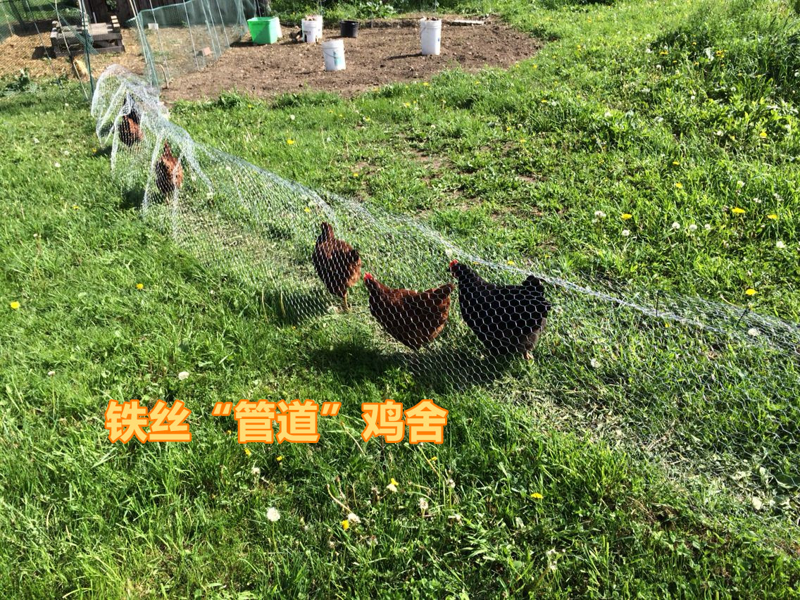 就喜欢养点花花草草,在楼顶菜园用笼子养鸡