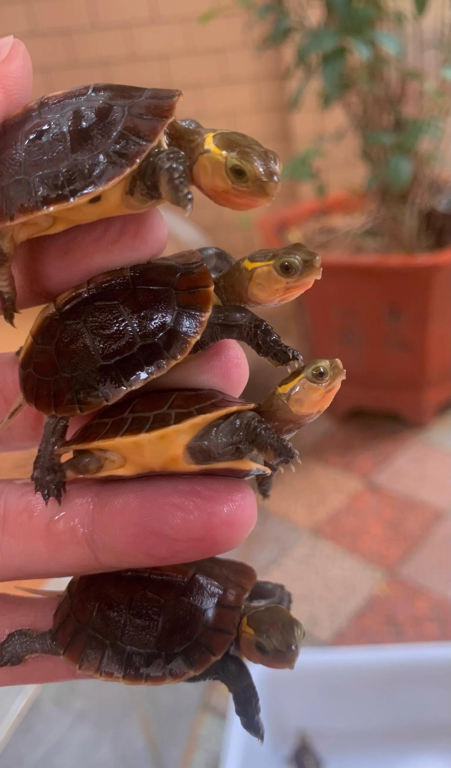 新龟到家刚开始一段时间怎么养,新龟到家喂食注意事项