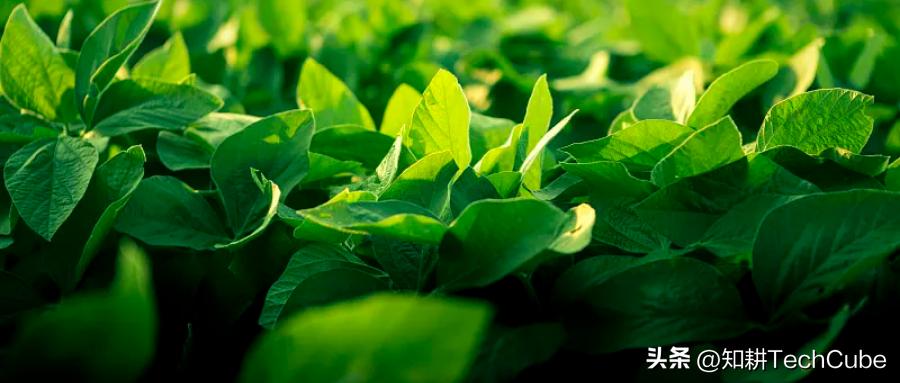 知耕研选｜我国大豆食品产业发展现状及存在问题