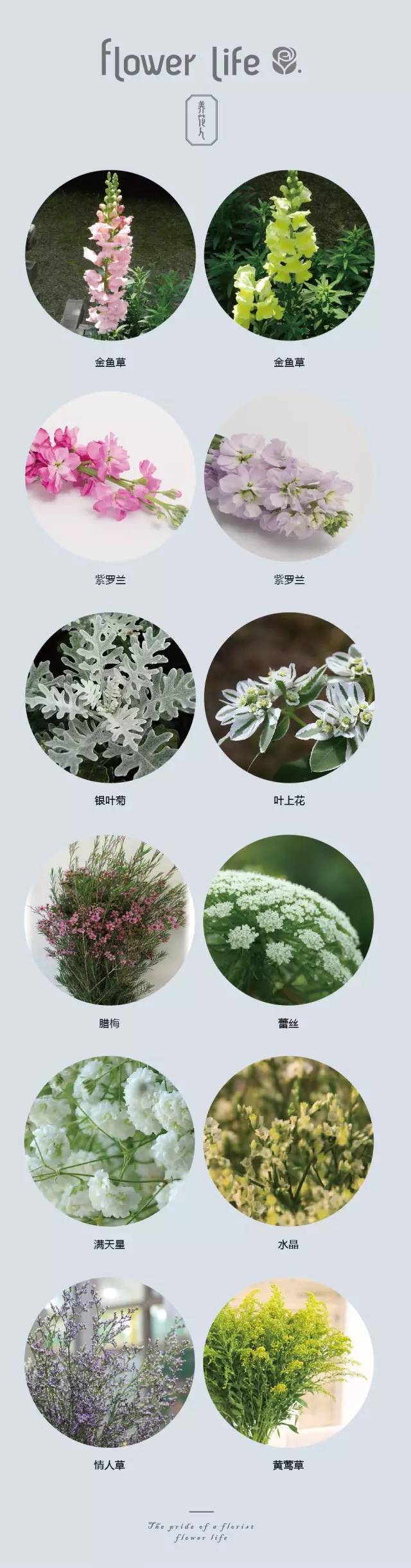 100种花店常用鲜花茉莉,花店常用鲜花大全