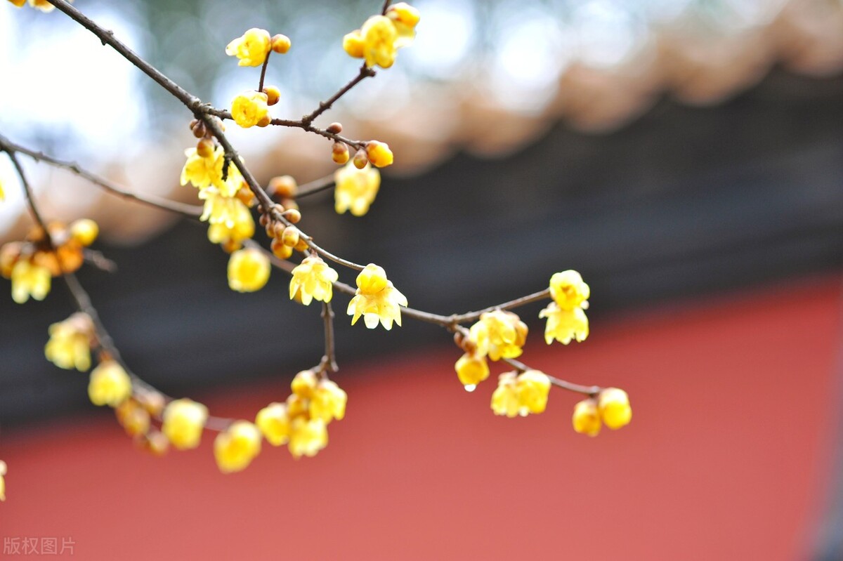 篱菊抱香死，化入岁寒枝——腊梅，腊月之花，凌寒早放，傲骨天香