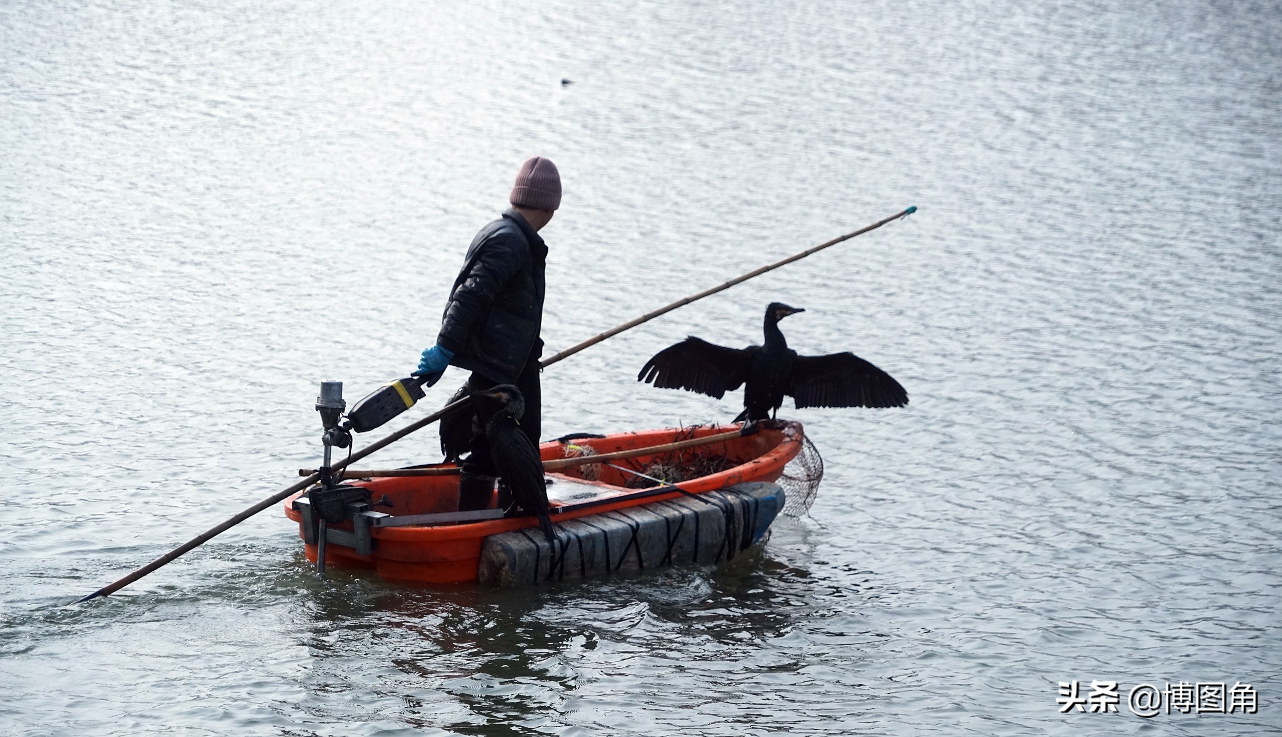 80年代农村鱼鹰捕鱼,渔民与鸬鹚捕鱼图片