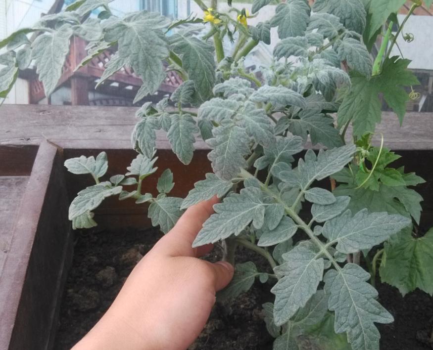 12月家里供暖足，搁阳台养西红柿，埋点肥冬天猛窜个，呼呼结果