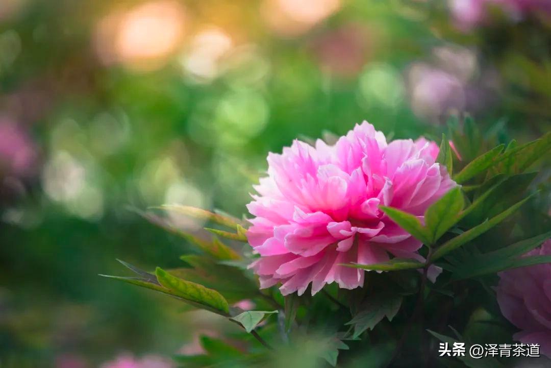 谷雨时节喝谷雨茶的寓意,过了谷雨的茶有什么区别