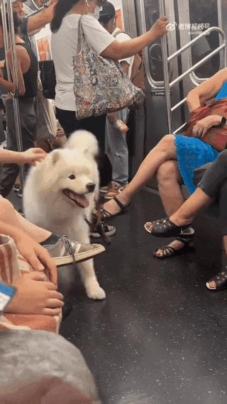 狗子坐飞机一秒钟被亲了八次，毛都快撸秃了…空姐：是不是轮到我