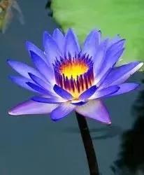 荷花散文朱自清,荷花散文朗读视频