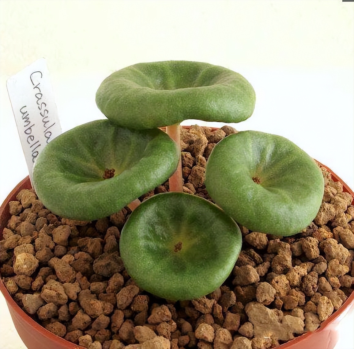 8种多肉太上头，外形独特又可爱，让人直呼太有趣了