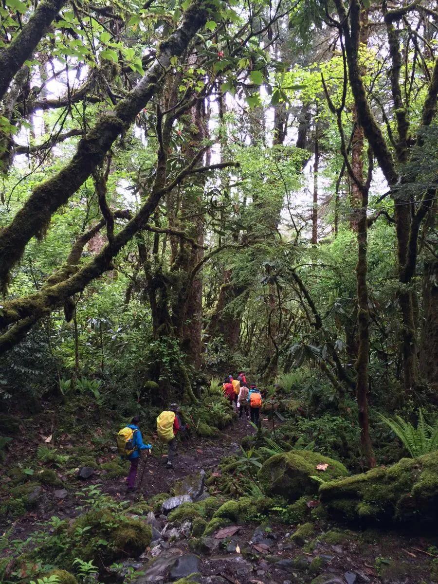 墨脱秘境的蚂蝗山图片,墨脱蚂蝗怎么对付