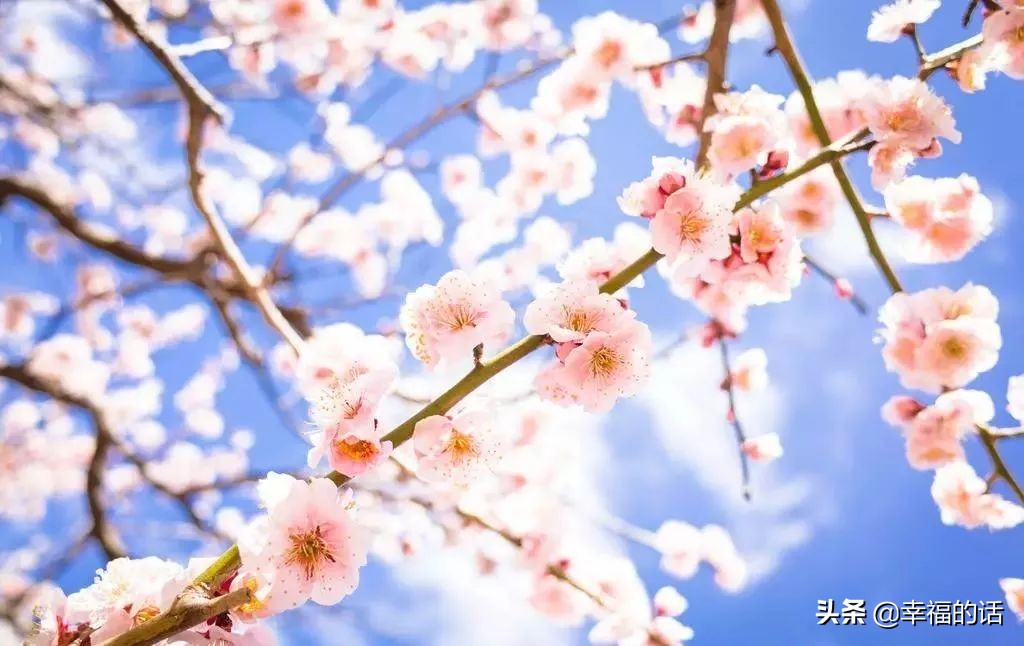 英国国花世界各国的国花,各种国家的国花大全