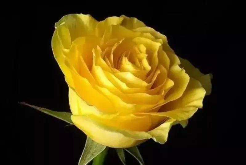 月季与玫瑰的不同点,月季和玫瑰的不同之处和相同之处