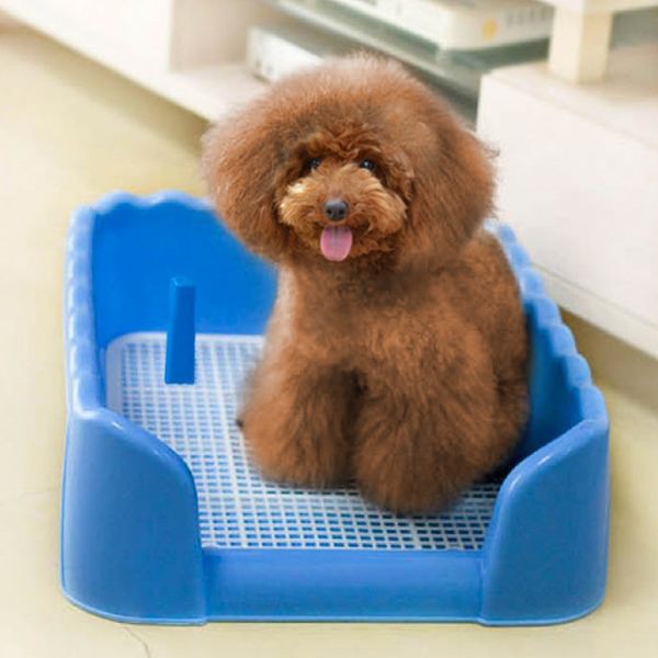 成年泰迪犬怎么训练大小便,泰迪犬怎样训练大小便的方法视频