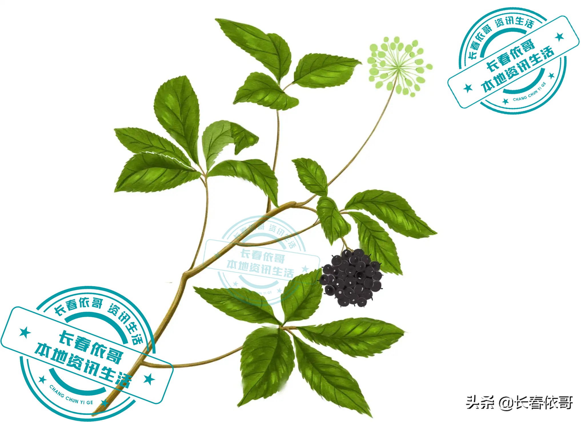 东北第一山珍刺老芽堪比海参,刺老芽刺五加山货