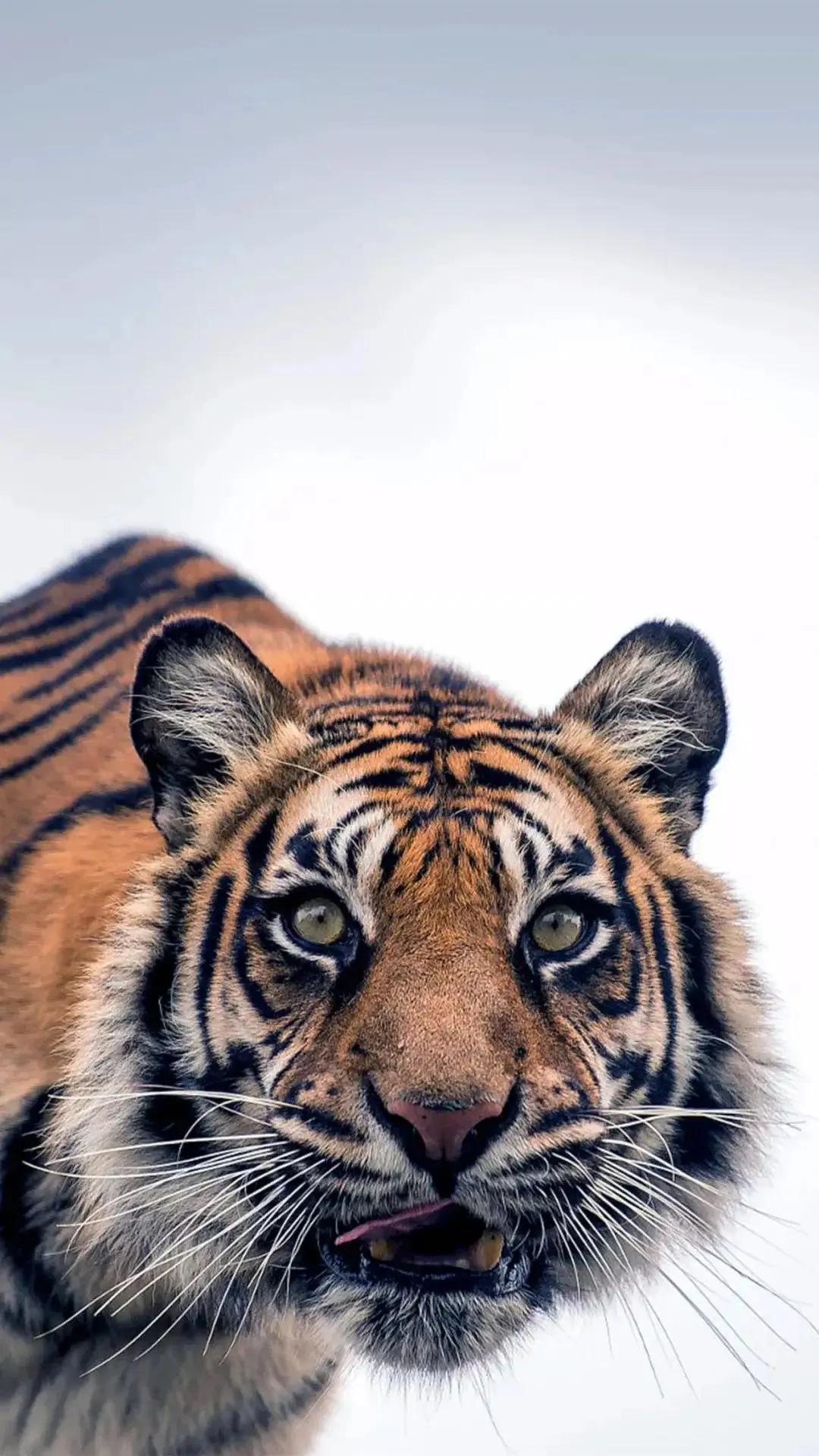 戏说老虎图文杂汇