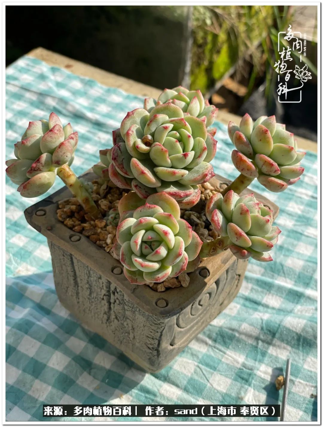 养点花草给生活添点乐趣,养点花花草草心情自然会好