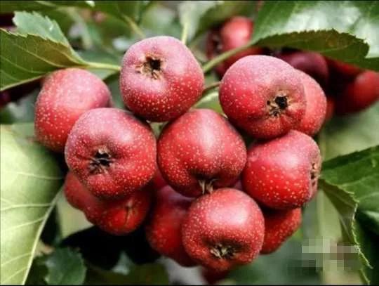 花草种类名称介绍,各种各样的花草名称大全