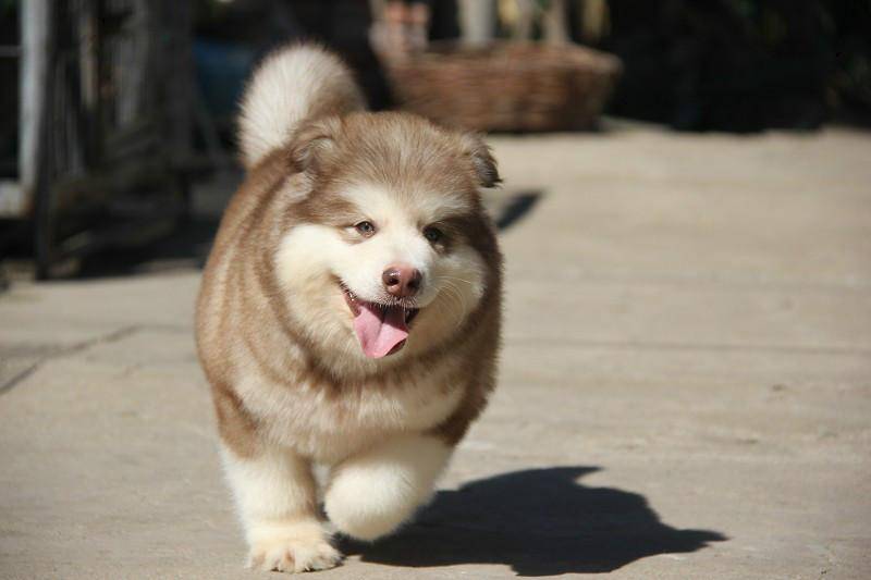 饲养阿拉斯加,阿拉斯加犬怎么饲养最好看