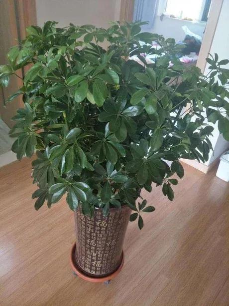 鸭脚木又叫鹅掌柴吗,鹅掌柴学名