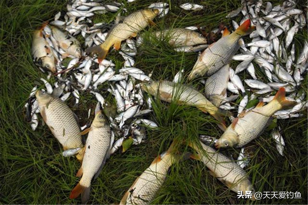 野钓粗目调漂最佳方法,钓锚鱼没见漂动提竿中鱼什么原因