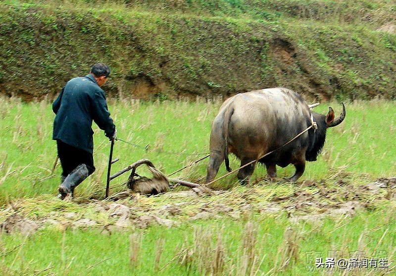 印度教徒喝牛尿能杀病毒吗,印度人用牛尿泡牛粪