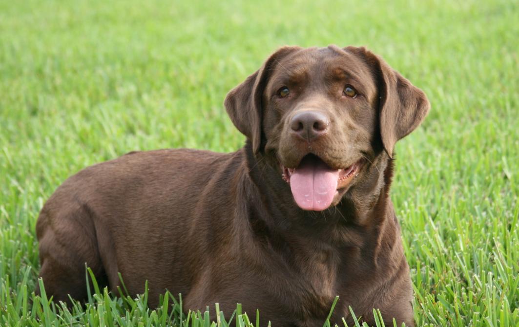 拉布拉多有哪几种颜色好看,拉布拉多什么颜色最好看