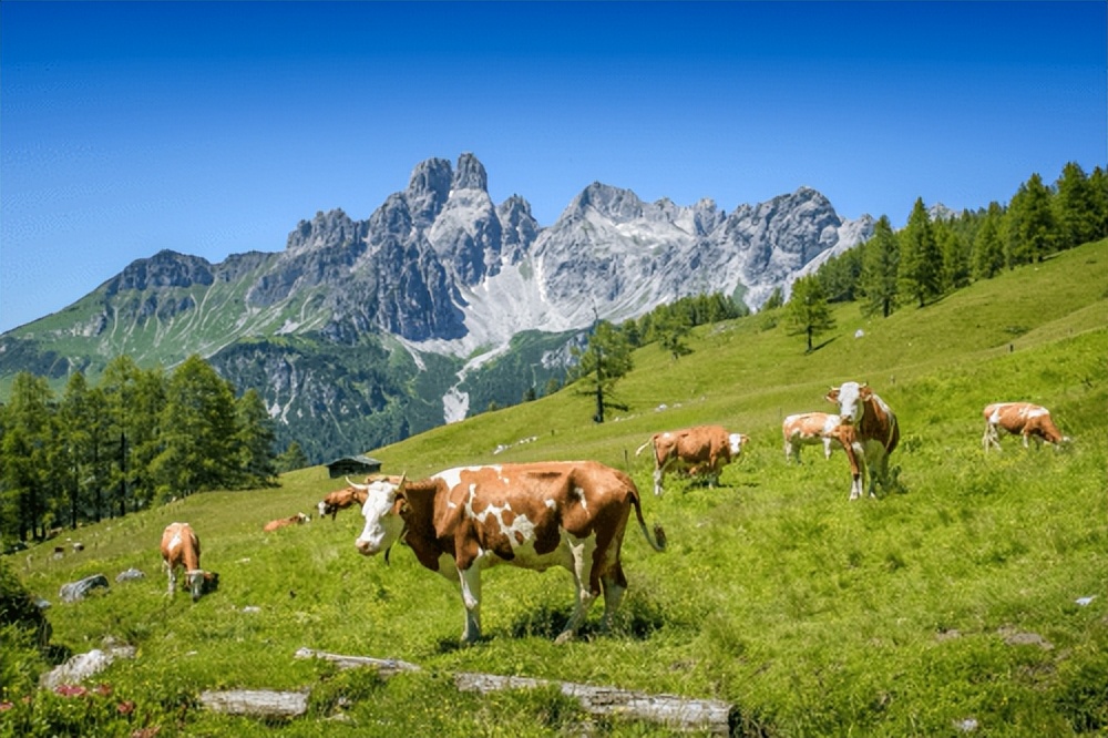 香港喜宝奶粉测评,喜宝香港官方旗舰店