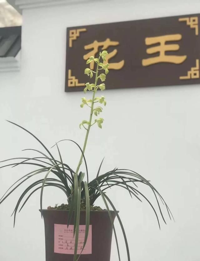 杭州兰展上，一盆蕙兰惊艳众人，兰花主人说什么也不卖