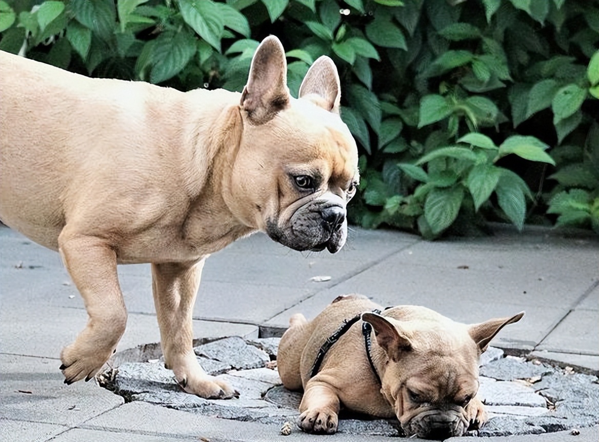 养狗品种推荐大型犬颜值高,北美养狗必备品种狗狗排行