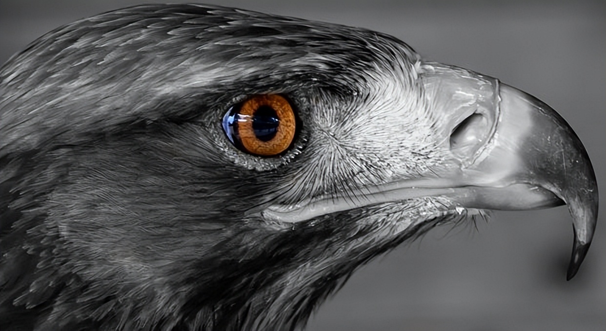 哪些鸟是猛禽,什么鸟属于猛禽