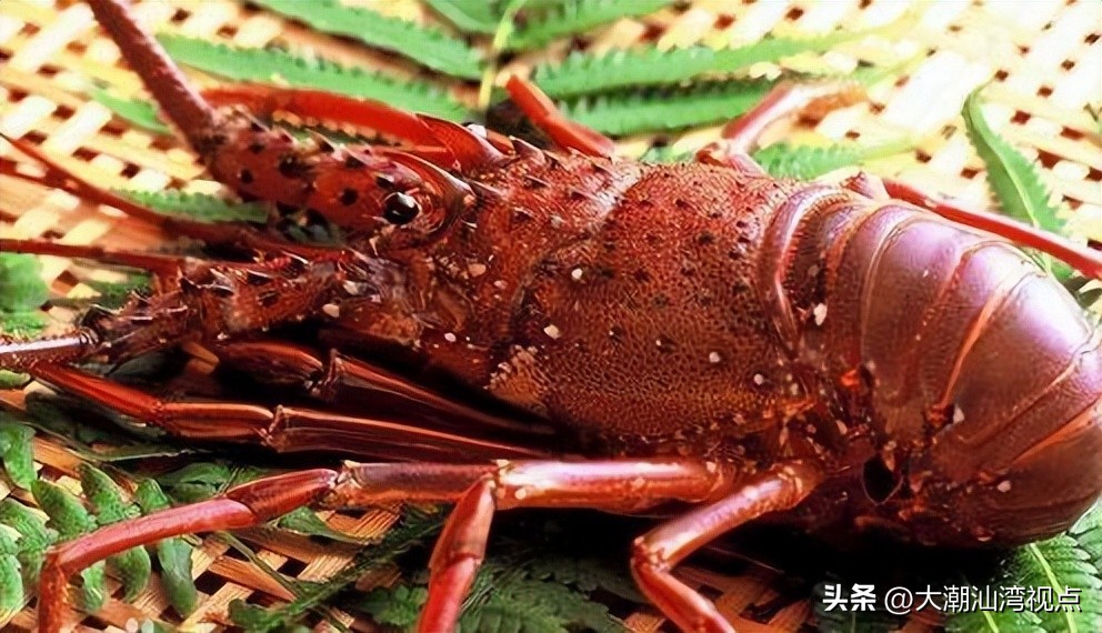 世界上各种龙虾视频介绍,世界各种龙虾价格