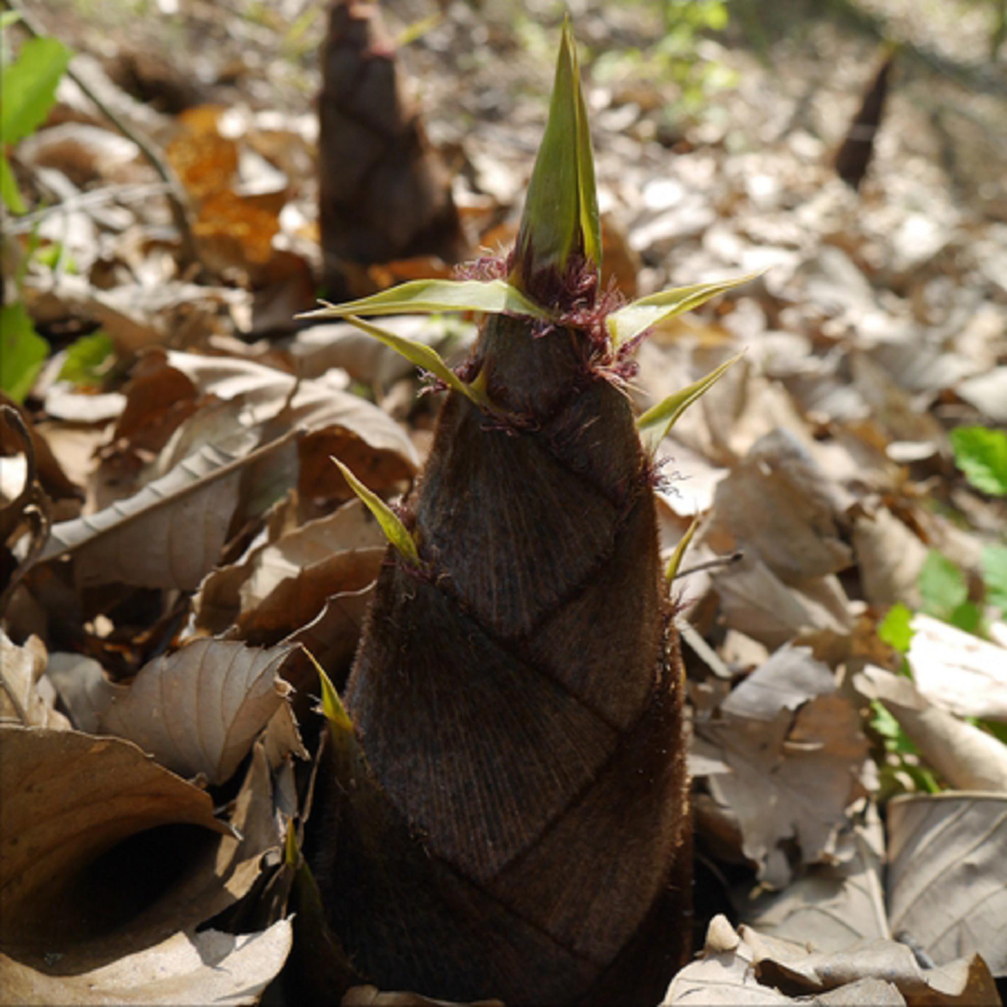 深山里的春笋怎么做,山里的野笋又肥又嫩又好吃
