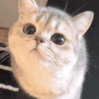 路边捡到流浪猫是什么预兆,路上遇到流浪猫怎么捡回家