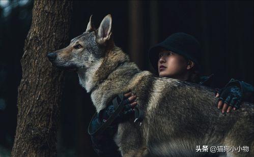 捷克狼犬超帅的照片,捷克狼犬是真的帅