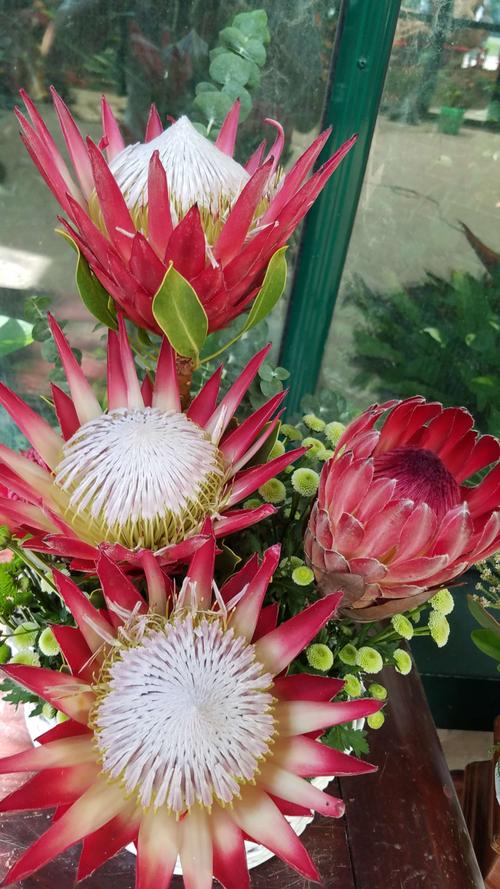 10种名贵花,什么名贵的花最好养