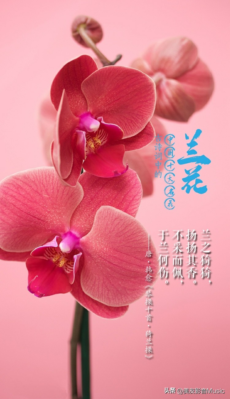 兰花的古诗和图片,诗情画意的兰花名字