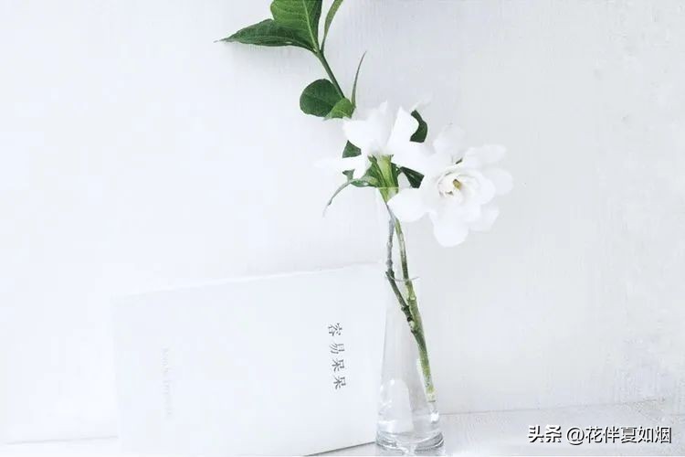 闲看中庭栀子开，夏日悠悠入梦来