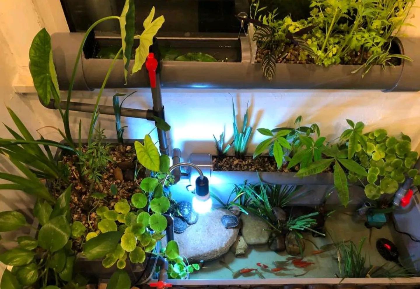 新手养龟的快乐缸,新手养龟入门教程