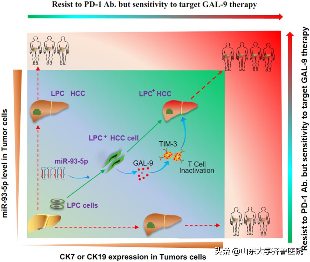 齐鲁医院李涛枣庄,齐鲁医院李涛医生最擅长什么