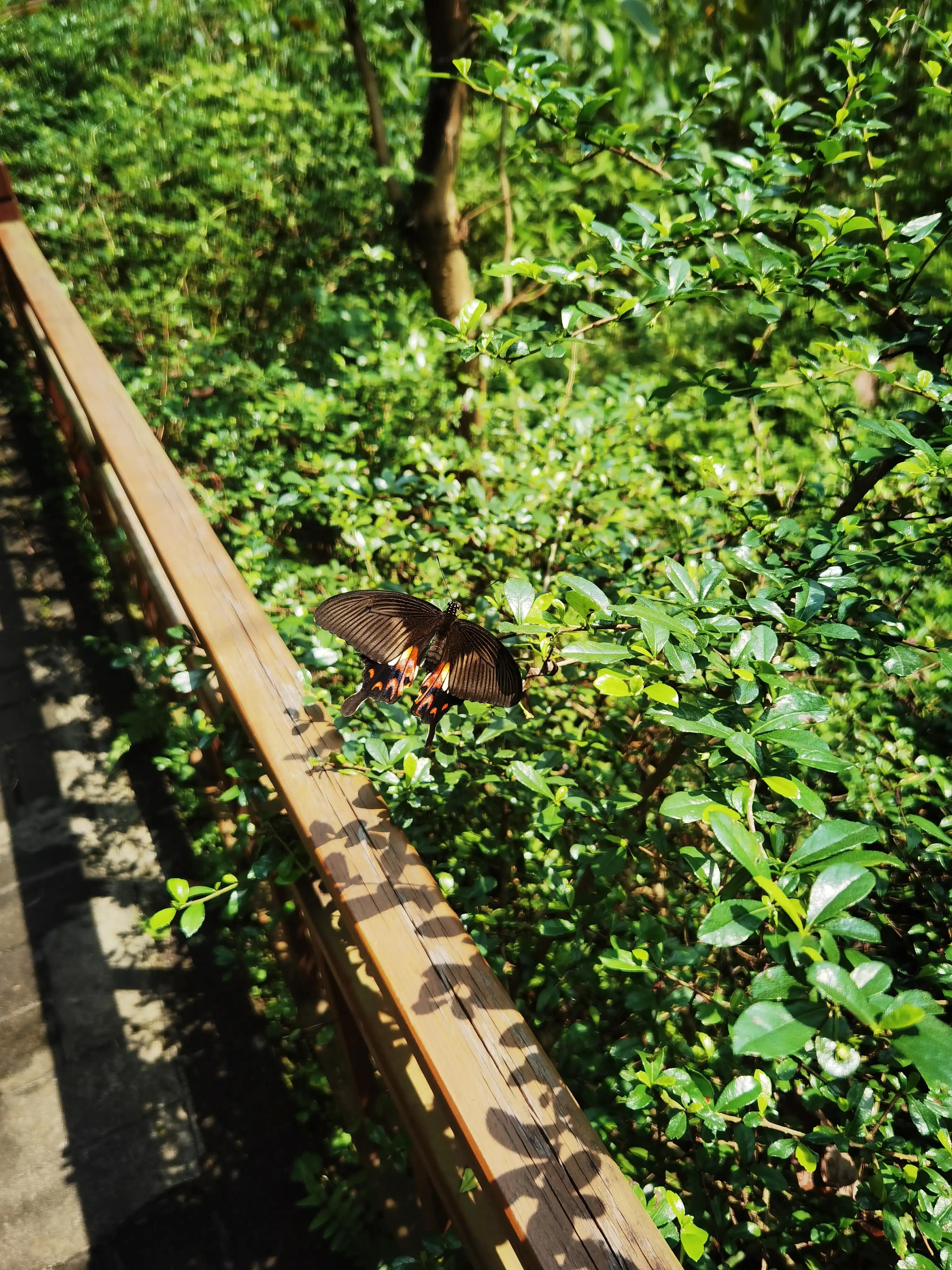 五一推荐去鼎湖山吗,鼎湖五一游攻略